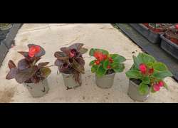 BEGONIA SEMPERFLORENS M.11