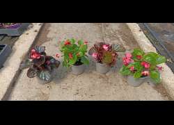 BEGONIA SEMPERFLORENS M.11