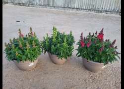 ANTIRRHINUM T.25