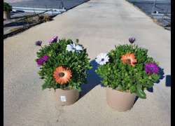 DIMORPHOTECA MULTICOLOR 3 LT 