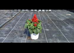 SALVIA SPLENDENS M.13