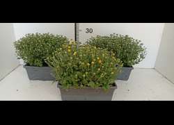 CRISANTHEMO JARDINERA 25 CM.