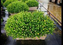 CRISANTHEMO TRICOLOR JARDINERA 40 CM