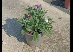 ALHELI TRICOLOR 2 LT