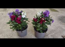 ALHELI TRICOLOR 2 LT