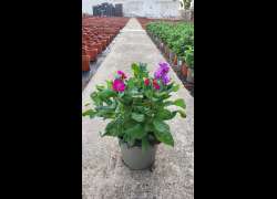 ALHELI TRICOLOR 2 LT