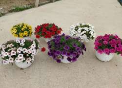 CALIBRACHOA T.15