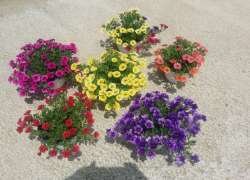 CALIBRACHOA T.15