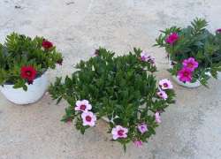 CALIBRACHOA T.15