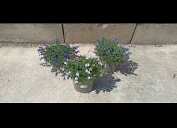 LITHODORA 2 LT.