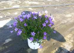 CAMPANULA M.13