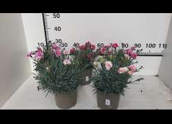 DIANTHUS CAPITAN M.17