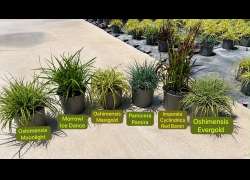 CAREX M17
