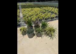 CAREX M17
