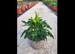 CAPSICUM M.13