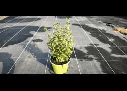MEJORANA OREGANO M.14