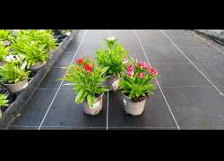 DIANTHUS TELSTAR M.11