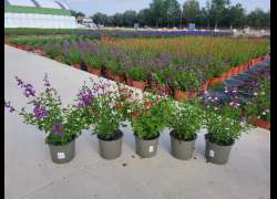 SALVIA GREGGI M.17