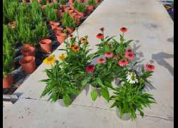ECHINACEA M.17