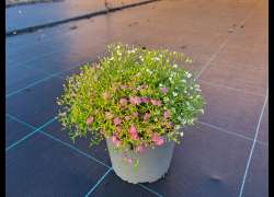 GYPSOPHILA M.17