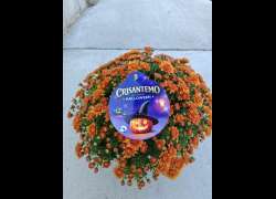 CRISANTHEMO M.17 HALLOWEEN