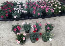 DIANTHUS PERFUMADO M.13