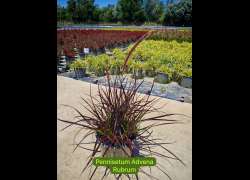 PENNISETUM M.17