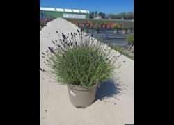 LAVANDULA HIDCOTE BLUE 10 LT