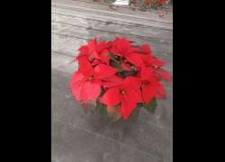 POINSETTIA 5 LT.