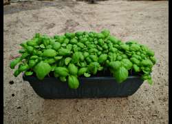 ALBAHACA CULINARIA JARDINERA 25 CM