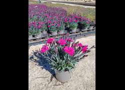 DIANTHUS PURPLE WEDDING M.11