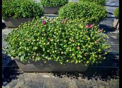 CRISANTHEMO JARDINERA 40 CM.