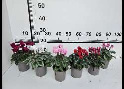 CYCLAMEN MINI M.11