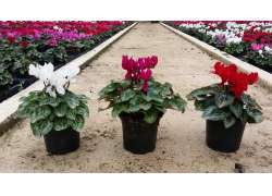 CYCLAMEN MINI M.11