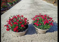 DIANTHUS MERCI FLEURI T.21