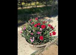 DIANTHUS MERCI FLEURI + PINK KISSES T.21