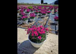 DIANTHUS MERCI FLEURI T.21