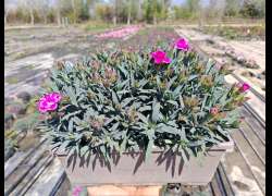 DIANTHUS PEMAN JARDINERA 25 CM
