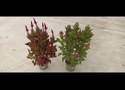 CELOSIA M.17P