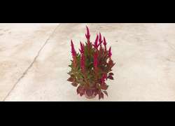 CELOSIA M.14P