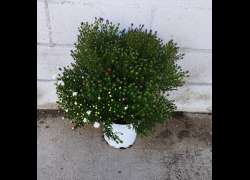 ASTER TRICOLOR 5 LT.
