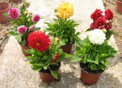 DAHLIA HIBRIDA M.13